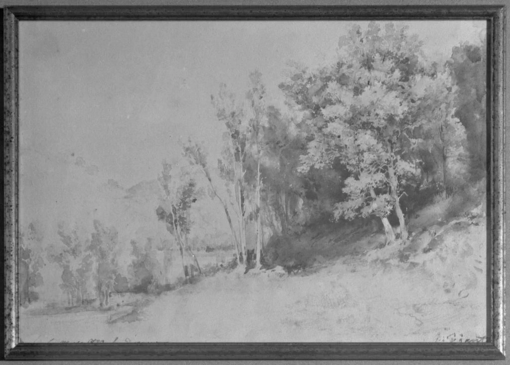 Paesaggio con alberi - Bologna
